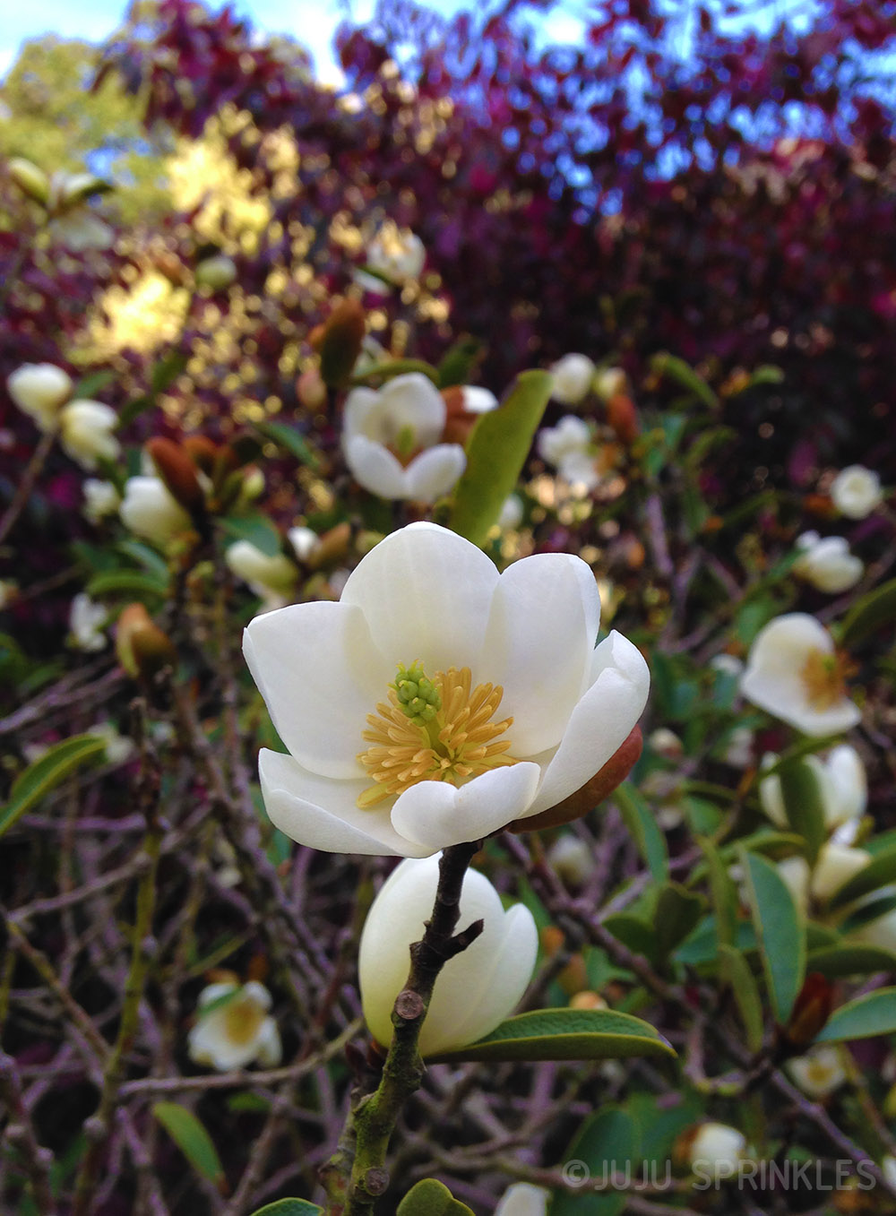 1 Petit Meg Magnolia Original